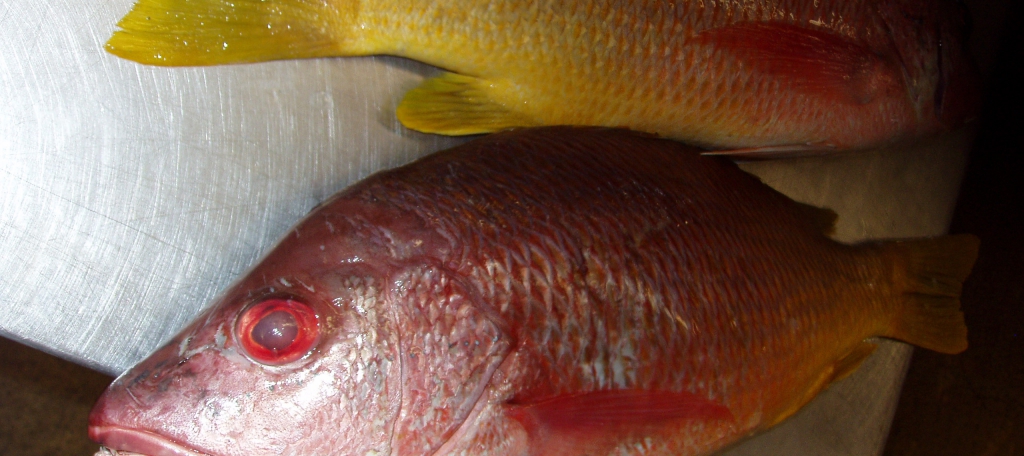 pacific-pargo-seafoods