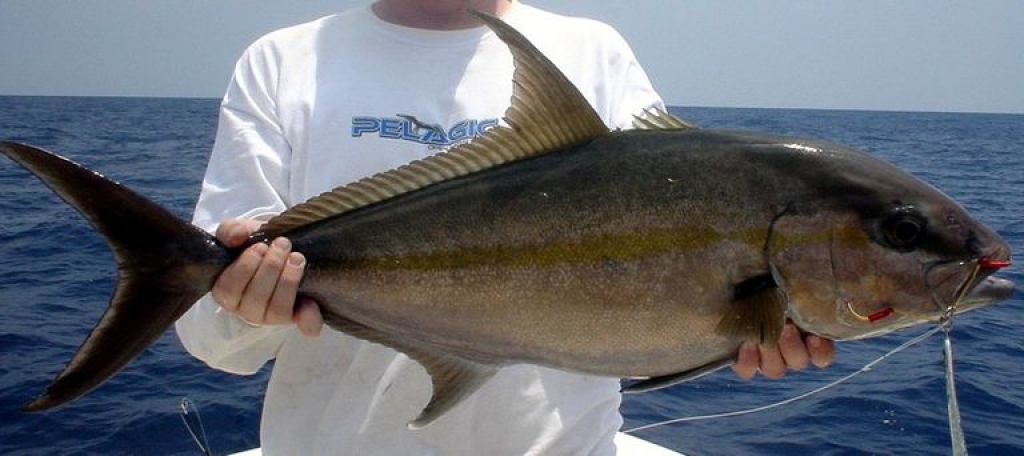 Greater Amberjack Vs Lesser Amberjack