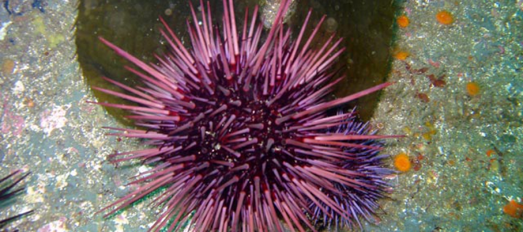 Maine Sea Urchin | Seafoods.com