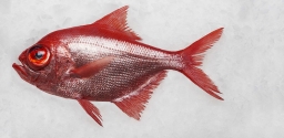 Golden eye snapper/red snapper/Kinmedai on ice, Beryx splendens, Tsukiji  Fish Market, Tokyo, Japan. - SuperStock